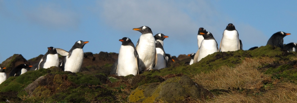 Pingouins malouins